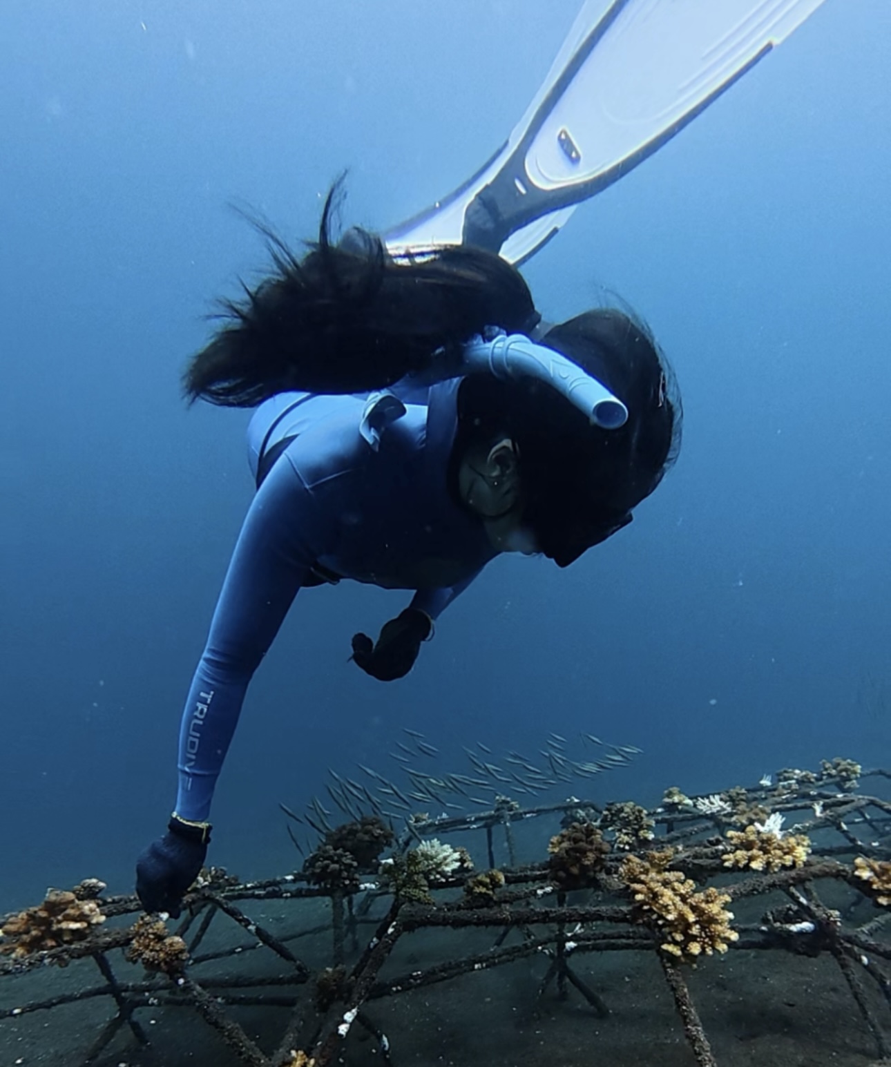 Coral Sense diver underwater